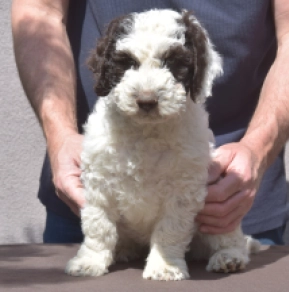 Portugiesischer Wasserhund Welpe kaufen