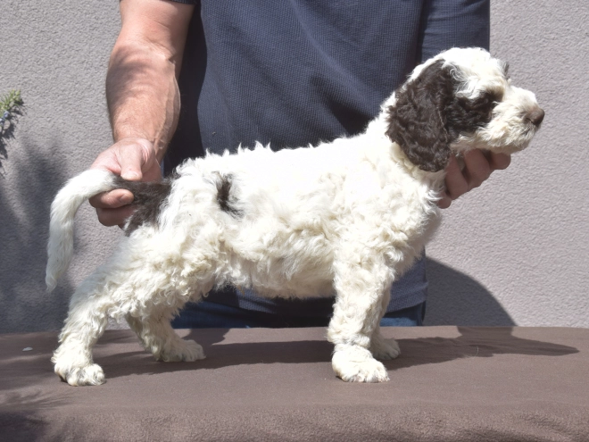 Perros Perro de Agua Portugués en venta