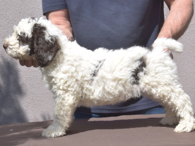 Portuguese Water Dog puppy for sale