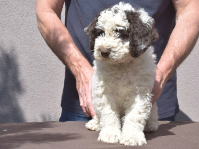 Portuguese Water Dog puppy for sale