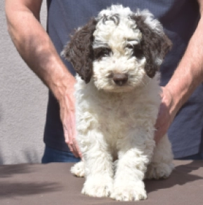 Portugiesischer Wasserhund Welpe kaufen
