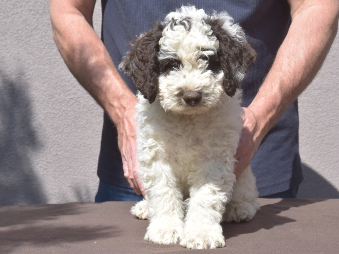 Portuguese Water Dog puppy for sale