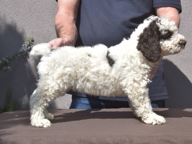 Portuguese Water Dog puppy for sale