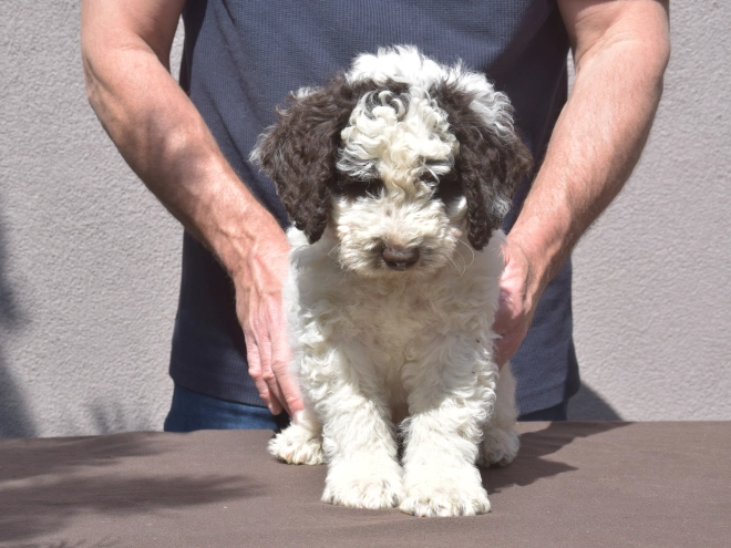 Portuguese Water Dog puppy for sale