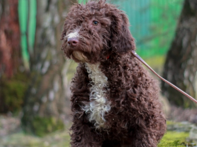 Portuguese Water Dog puppy for sale