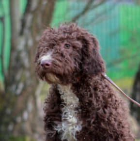 Perros Perro de Agua Portugués en venta