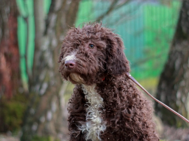 Portuguese Water Dog puppy for sale