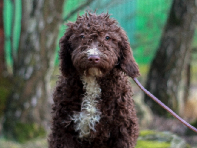 Portuguese Water Dog puppy for sale