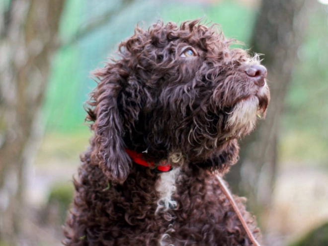 Portuguese Water Dog puppy for sale