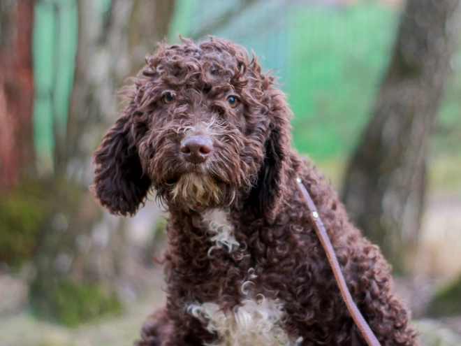 Portuguese Water Dog puppy for sale