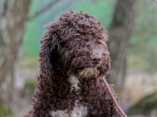 Portuguese Water Dog puppy for sale