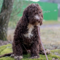 Portugiesischer Wasserhund Welpe zu verkaufen