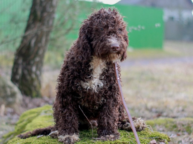 Portuguese Water Dog puppy for sale