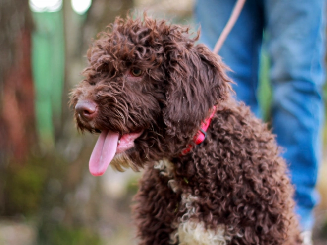 Portuguese Water Dog puppy for sale