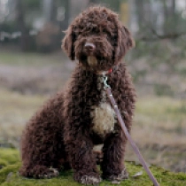 Portugiesischer Wasserhund Welpe zu verkaufen