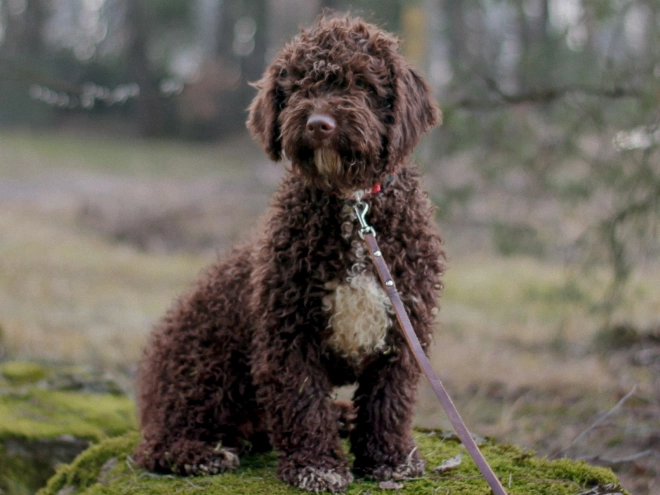 Portuguese Water Dog puppy for sale