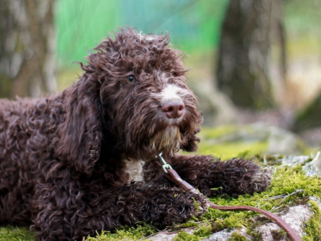 Portuguese Water Dog puppy for sale
