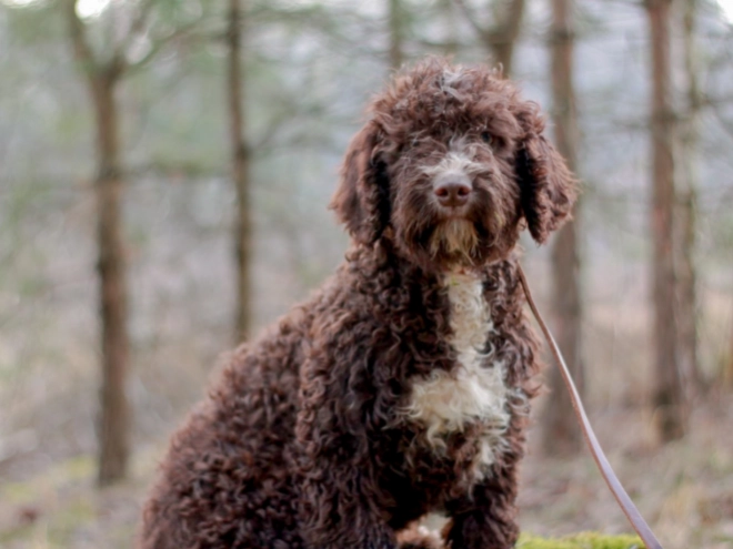 Portuguese Water Dog puppy for sale