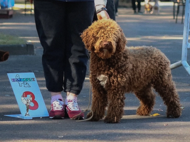 Portuguese Water Dog puppy for sale