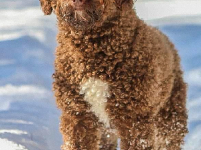 Portuguese Water Dog puppy for sale