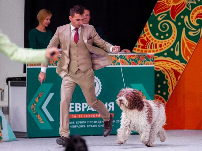 Portuguese Water Dog puppy for sale