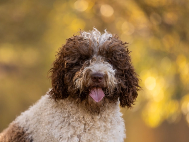 Portuguese Water Dog puppy for sale