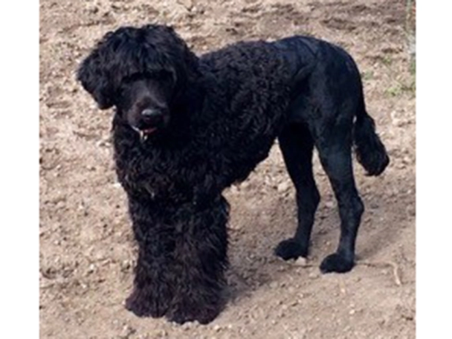 Portugiesischer Wasserhund Welpe zu verkaufen