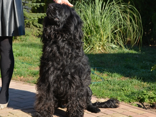 Portugiesischer Wasserhund Welpe zu verkaufen