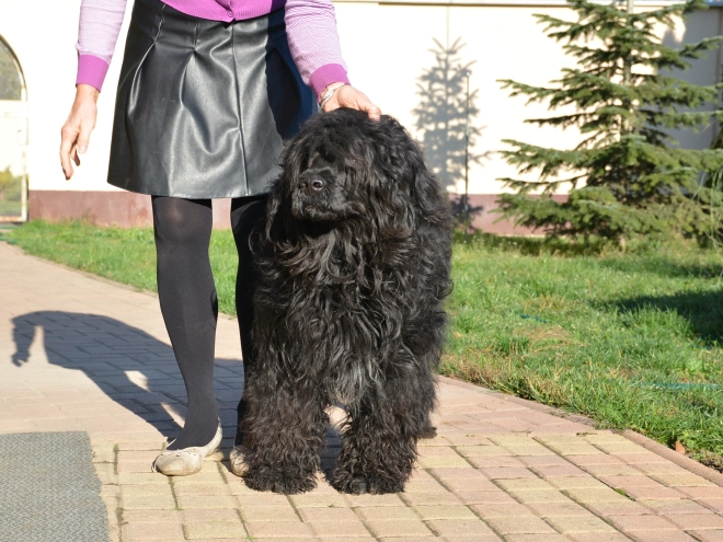 Portugiesischer Wasserhund Welpe zu verkaufen