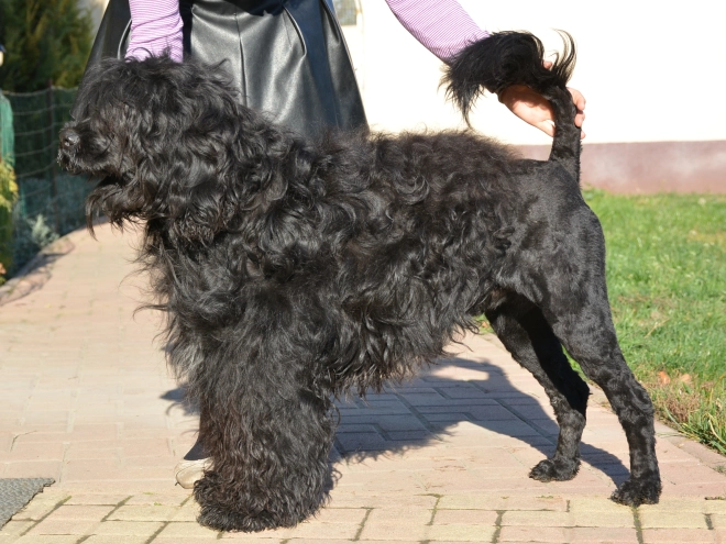Portugiesischer Wasserhund Welpe zu verkaufen