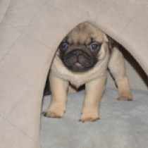 Frank the Pug, fawn Pug for sale