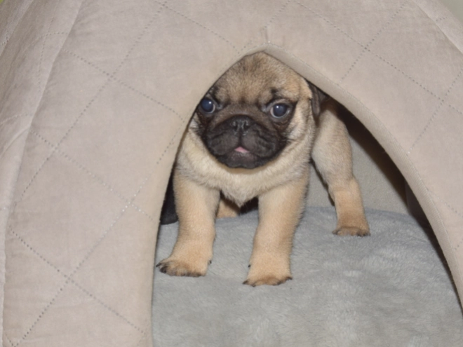 Pug puppy for sale