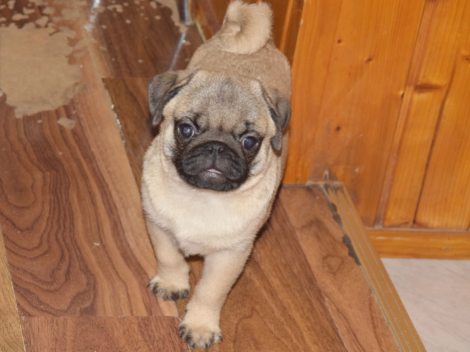 Pug puppy for sale