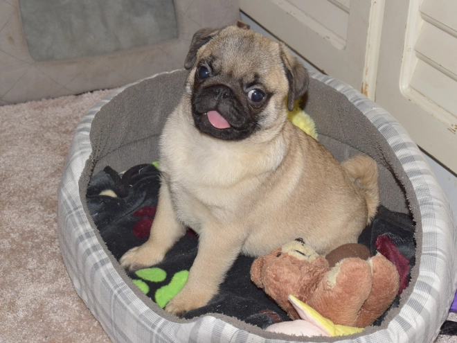 Pug puppy for sale