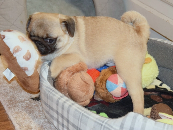 Pug puppy for sale