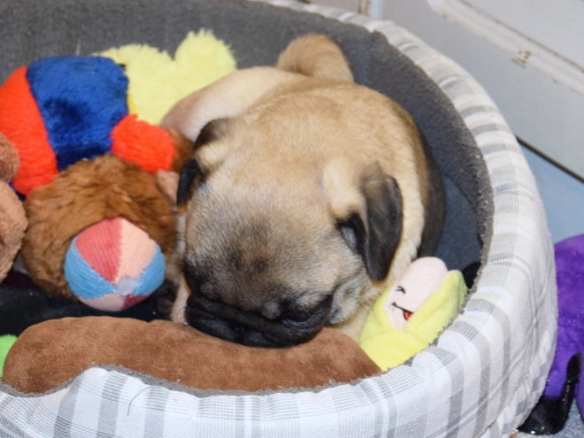 Pug puppy for sale