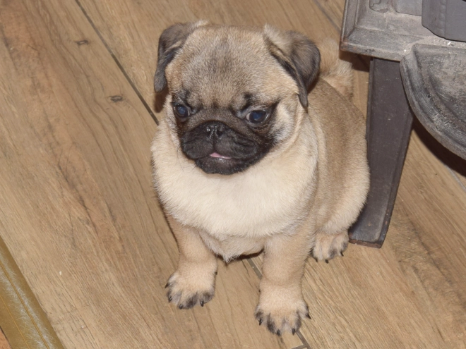 Pug puppy for sale