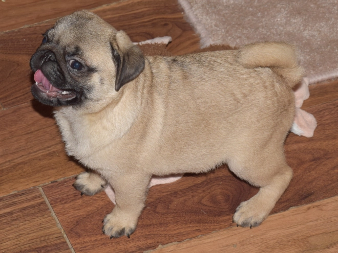Pug puppy for sale