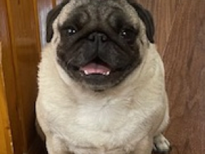 Pug puppy for sale