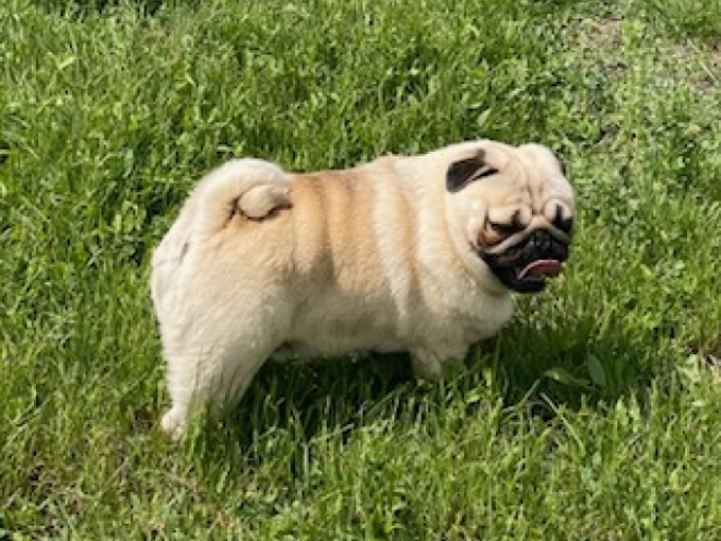 Perros Carlino en venta