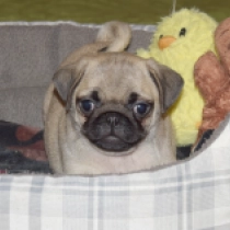 Tootsie, fawn Pug for sale
