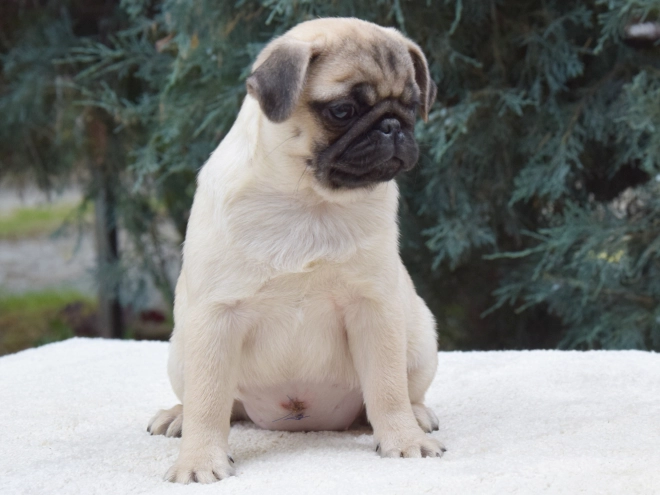 Pug puppy for sale