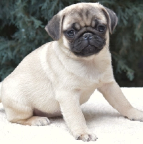 Pug puppy for sale