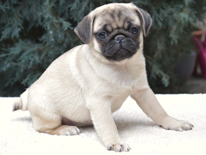 Pug puppy for sale
