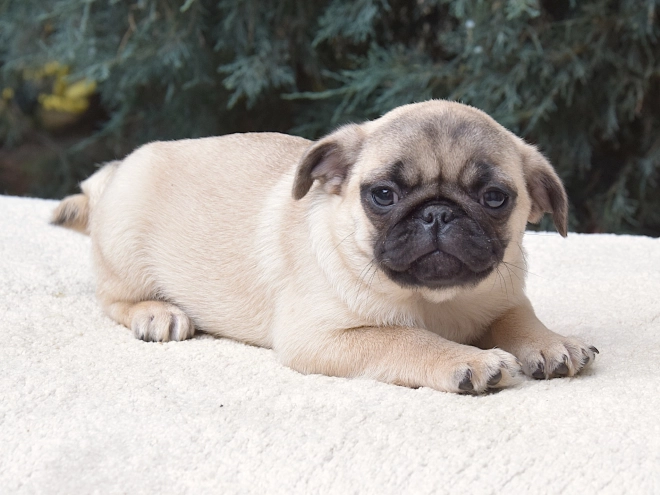Pug puppy for sale