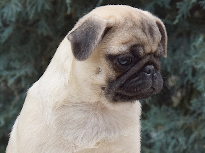 Pug puppy for sale