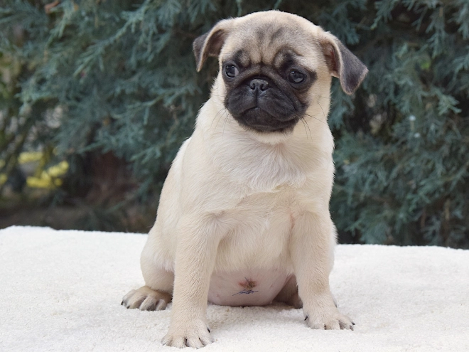 Pug puppy for sale
