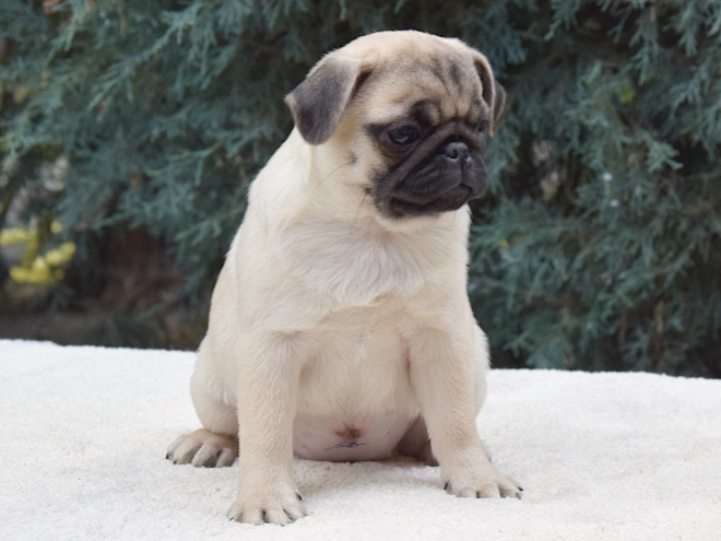 Pug puppy for sale