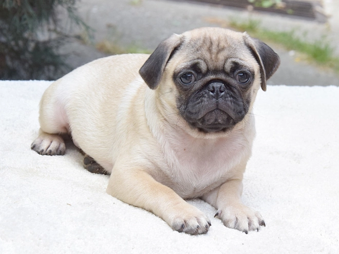 Pug puppy for sale