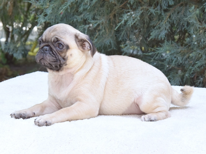 Pug puppy for sale